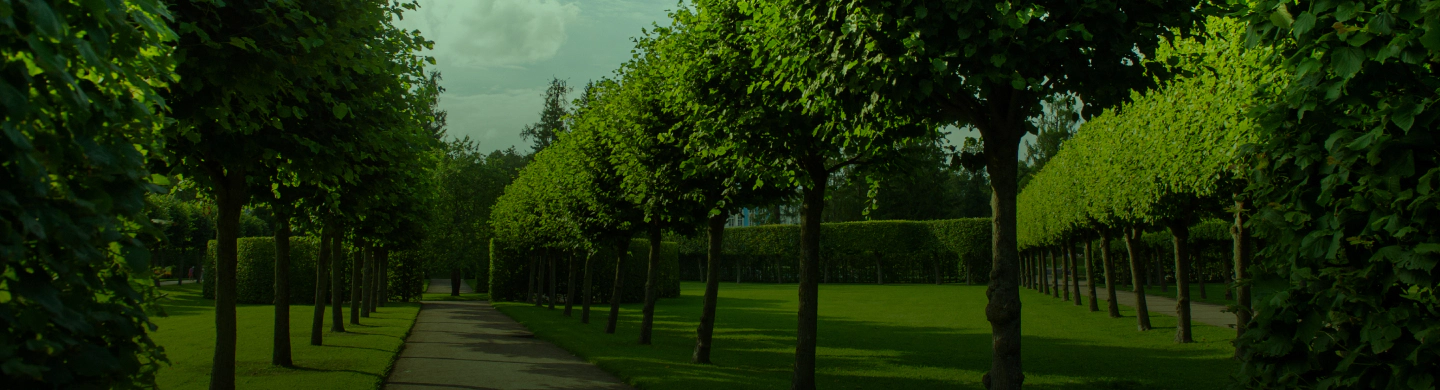 trimmed trees on a park